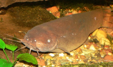Malapterurus electricus, poisson chat électrique du Nil Malapterurus electricus, poisson chat électrique du Nil